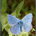 papillon_bleu2_25k.jpg